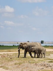 Wildlife African Elephants in Africa 