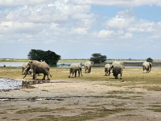Obraz premium Wildlife African Elephants in Africa 