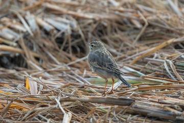 Paddyfield Pipit (Anthus rufulus) close-up clear bill and eye view with a depth of field background. Pipit 