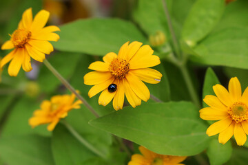 Ladybugs and yellow flowers