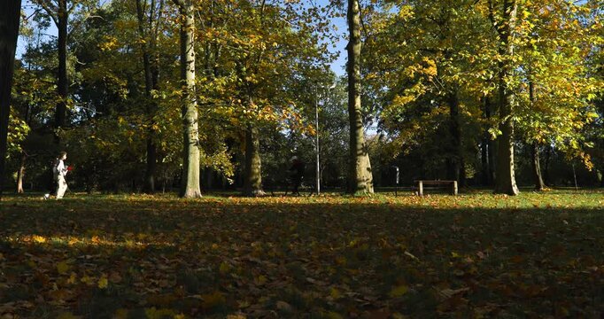 A sunny autumn day in the park. A couple of young people walking, a cyclist riding along a path among colorful leaves, slow motion.