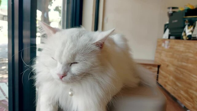 Peaceful summer afternoon scene of a white persian pet cat casually observing passersby from behind a glass window of a cafe