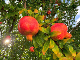 Pomegranate tree with ripe fruits in orchard