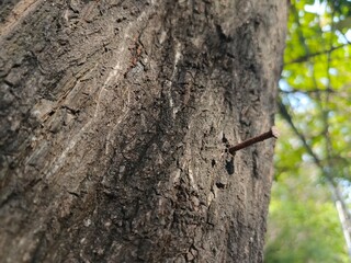 Weathered rustic nail embedded in rough tree bark, showcasing nature's textures and the passage of time