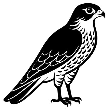 recommend clip art: eurasian  sparrowhawk 