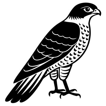 recommend clip art: eurasian  sparrowhawk 