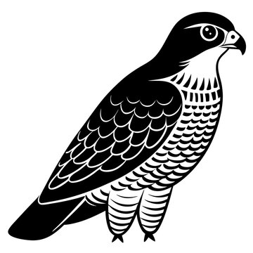 recommend clip art: eurasian  sparrowhawk 