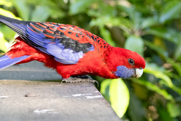 Crimson rosella bird, Platycercus elegans, Australian native parrot, red blue feathers plumage