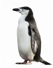 ヒゲペンギンのポートレート（Chinstrap Penguin on white background）
