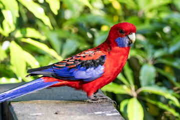 Crimson rosella bird, Platycercus elegans, Australian native parrot, red blue feathers plumage