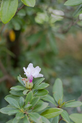 Obraz premium Tree with Flower: Nature's Unique Creations