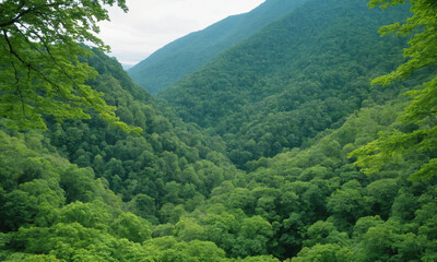 Obraz premium 짙은 안개에 가려진 신비로운 산 풍경 멋진 봉우리 풍경