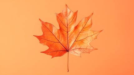 Fototapeta premium Single vibrant orange maple leaf on a light orange background, autumn season with detailed veins and natural texture, macro photography showcasing crisp edges and warm tones.