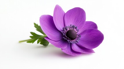 A single purple anemone flower with green leaves isolated on a white background.