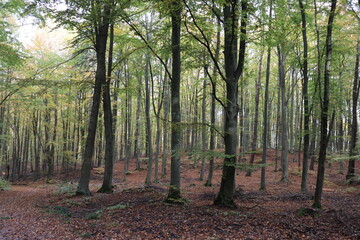 Fototapeta premium photo of a colorful autumn forest