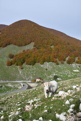 Jesienne kadry z pięknego Abruzzo, Italia.