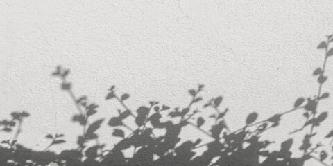 Soft shadow of tropical natural leaves. tree leaves isolated on white cement