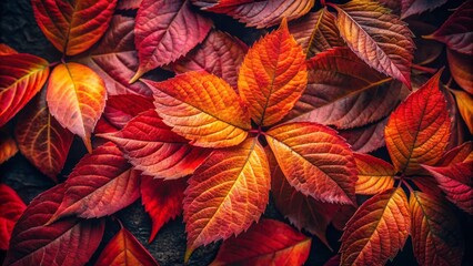 Fototapeta premium Brilliant autumn foliage showcases vivid reds and oranges set against a contrasting dark backdrop, offering a captivating source of inspiration for architectural photography.