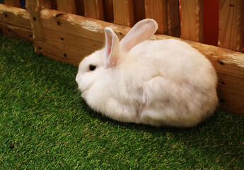 A rabbit with long ears, black eyes, and white fur sits next to a light-colored wooden fence on the...