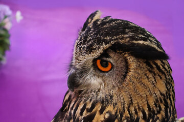 The eagle owl faces to the left. The eyes are large, black and orange. The beak is gray and pointed. The fur is dark brown, light, neatly arranged. sparkling purple background

