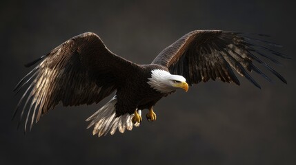 Fototapeta premium A bald eagle in mid-flight, its powerful wings cutting through the air with precision.