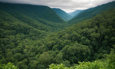 Obraz premium 짙은 안개에 가려진 신비로운 산 풍경 멋진 봉우리 풍경