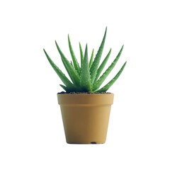 Fresh green aloe vera leaf isolated on a transparent background by AI generative