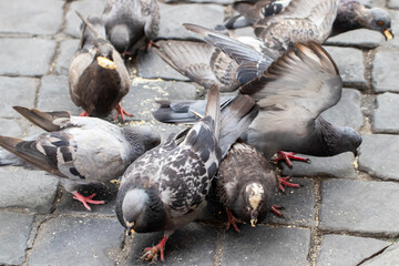 Obraz premium Herd of pigeons eating feed on the street, close -up. fed pigeons
