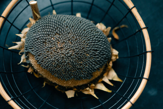 sunflower with large seed heads drying on the table