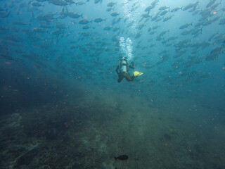 A scuba diver in a large school of Big Eye Trevally, Jackfish, or Caranx sexfasciatus, outside Puerto Galera, Philippines