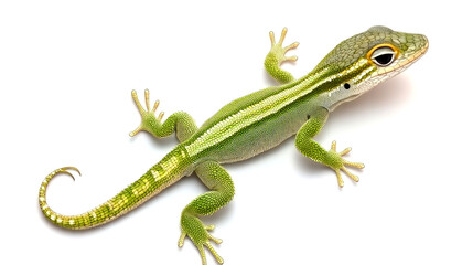 Obraz premium A green lizard with yellow stripes on its back and tail, isolated on a white background.