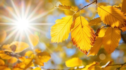 Obraz premium Vitamin D3 (Cholecalciferol): Synthesized in the skin from sunlight, it effectively raises blood vitamin D levels, crucial for calcium metabolism and bone density. 