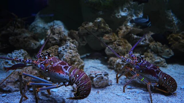 big spiny lobster  have two large antennae