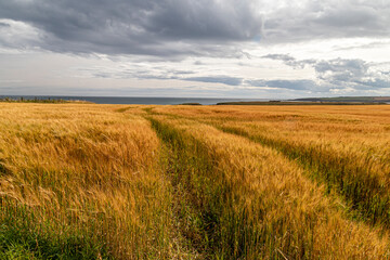 Obraz premium Crop Field near Ruins of slains Castle scotland