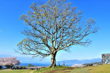 Fototapeta premium 吾妻山公園頂上で青空に聳える榎の大木