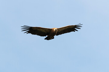 Vautour fauve,