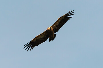 Vautour fauve,
