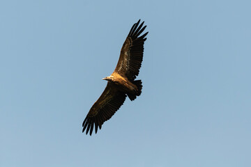 Vautour fauve,