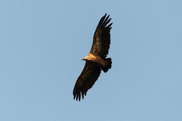 Vautour fauve,