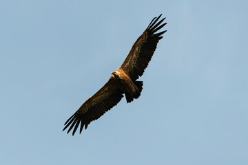 Vautour fauve,