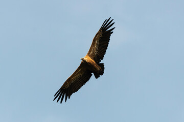 Vautour fauve,
