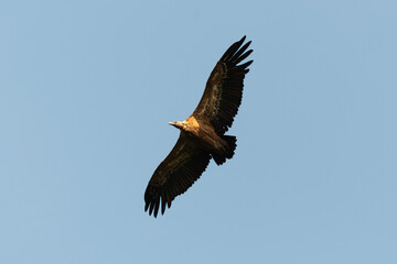 Vautour fauve,