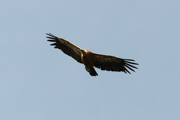 Vautour fauve,