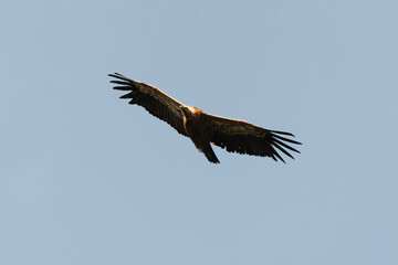 Vautour fauve,