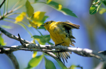 Paruline jaune,.Setophaga aestiva, American Yellow Warbler