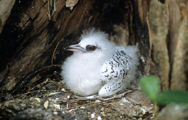 Phaeton à bec jaune, Paille en queue à bec jaune, Phaéton à bec jaune, nid, Phaethon lepturus, White tailed Tropicbi