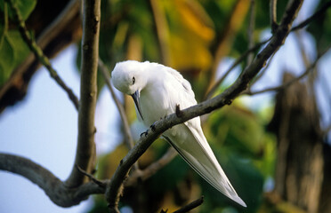 Gygis blanche, nid, oeuf,.Gygis alba, White Tern,  Seychelles