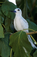 Gygis blanche, nid, oeuf,.Gygis alba, White Tern,  Seychelles