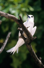 Gygis blanche, nid, oeuf,.Gygis alba, White Tern,  Seychelles