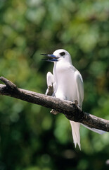 Gygis blanche, nid, oeuf,.Gygis alba, White Tern,  Seychelles